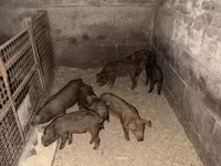 मादा सूअर, Мангалица — फ़ोटो 4