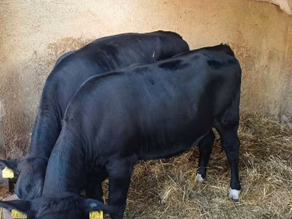 Vaca, Aberdeen-Angus