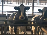 Vaca, Swiss cattle — foto 4