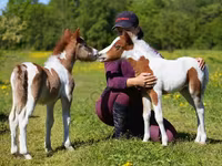 Pastuv, American shetland pony — fotografija 1