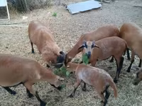 أغنام (دفعة، الجنس غير محدد), Cameroon sheep — الصورة 4