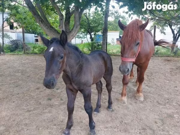 Stute, Hungarian horse breed