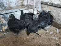 gallina danesa — foto 1