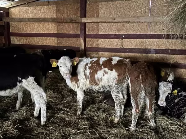 Krava, Simmental cattle