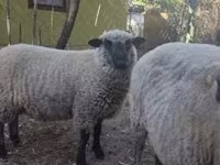 Ovan, Shroshire sheep — fotografija 2