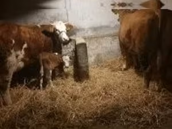 Vaca, Simmental cattle — Hungria