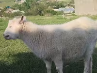 Ziege, Russian White goat — Foto 5