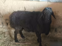 Qoʻchqor, Hissar sheep — 2-rasm