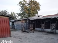 公山羊, Goats — 照片 2