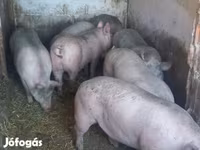 خنزيرة, الخنازير — الصورة 3