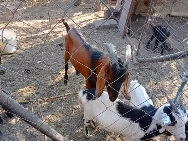 雄ヤギ, Nubian Goat