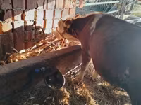 ثور, Simmental cattle — الصورة 3