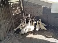 Ducks — 写真 4
