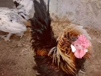 Chickens — fotografija 1