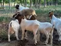 Jarac, Boer goat — fotografija 6