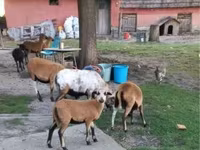 نعجة, Cameroon sheep — الصورة 3