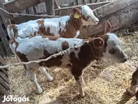 雌牛, Simmental cattle — 写真 1