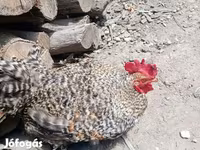 Chickens — Foto 6