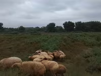 Moutons (lot, sexe non indiqué), Moutons — photo 5
