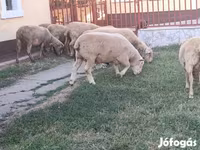 كبش, Ile-de-France sheep — الصورة 3