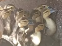 Ducks — fotografija 2