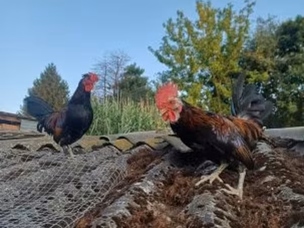 Chickens