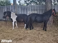 公马, Horses — 照片 3