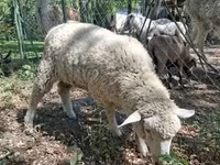 كبش, Ile-de-France sheep — الصورة 2