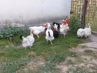 Chickens — fotografija 2