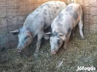 नर सूअर, सूअर — फ़ोटो 3