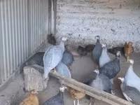 Pearl Grey — foto 2