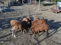 公羊, Cameroon sheep — 照片 3