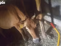 गाय, जर्सी नस्ल — फ़ोटो 2