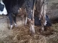公牛, Russian Black pied cattle — 照片 4