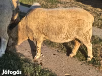 كبش, Ile-de-France sheep — الصورة 8