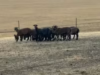 Schafe (Partie, Geschlecht nicht angegeben), Cameroon sheep — Foto 8