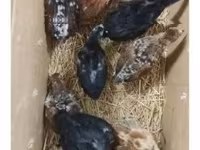 Chickens — Foto 6
