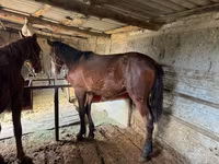 Koń, Horse breed — zdjęcie 7