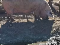 母猪, Pigs — 照片 1