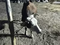 Krowa, Latvian Blue cattle — zdjęcie 3