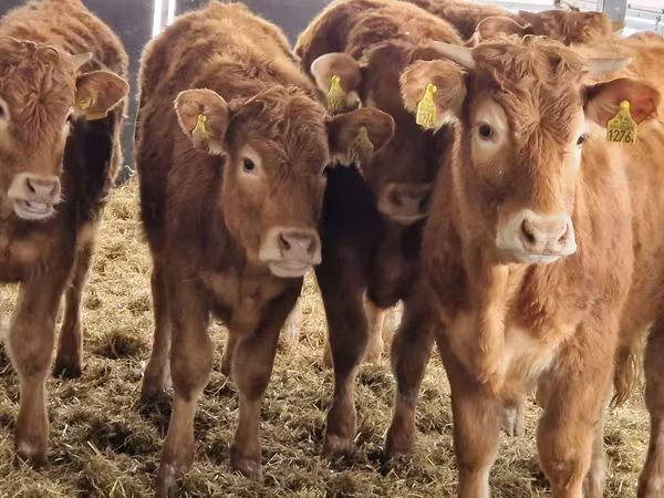 Qoramol (partiya, jinsi ko‘rsatilmagan), Simmental cattle