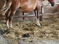 Mare, Horses — photo 3
