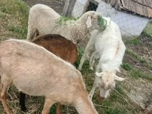 雄羊, Merino sheep