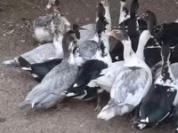 Ducks — Foto 2