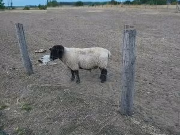 Baran, White Suffolk sheep — Węgry