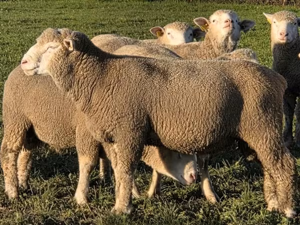 Ovan, Ile-de-France sheep