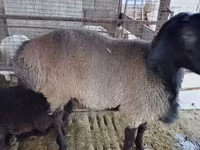 Widder, Blackheaded Persian sheep — Foto 2