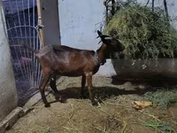 Ziege, Murcia-Granada goats — Foto 2