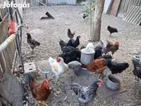 أوسترالورب — الصورة 2