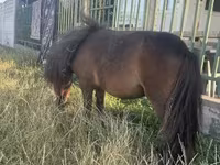 Kobila, Shetland Pony — fotografija 2